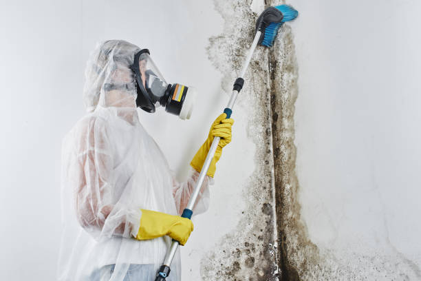 Best HVAC Mold Remediation in Pine Grove, CA