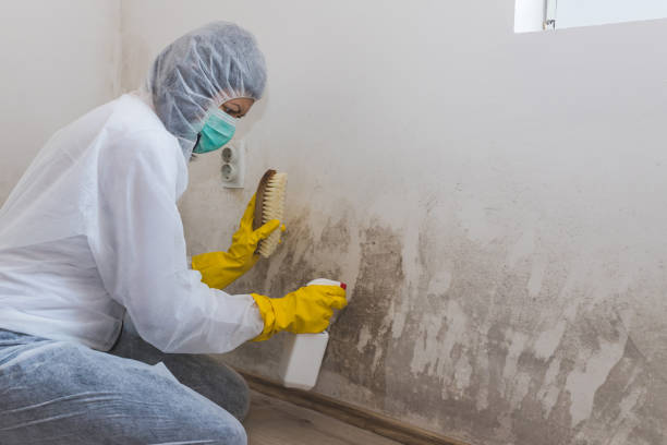 Best Preventive Mold Services in Pine Grove, CA
