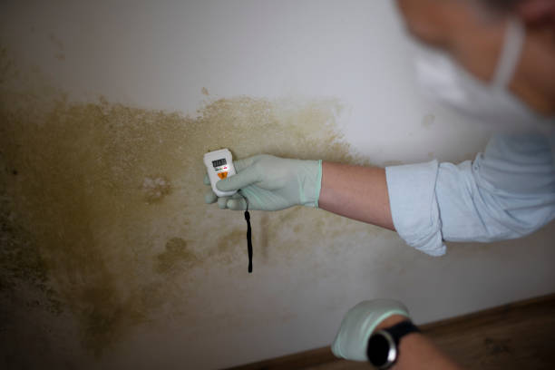 Best Emergency Mold Remediation in Pine Grove, CA