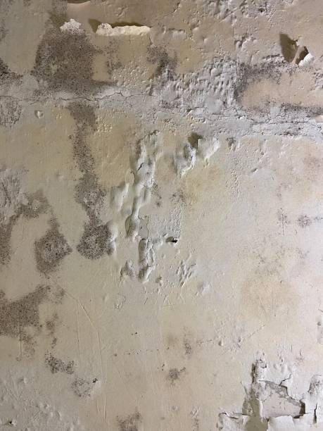 Best Localized Mold Remediation (e.g., coastal areas, humid climates) in Pine Grove, CA