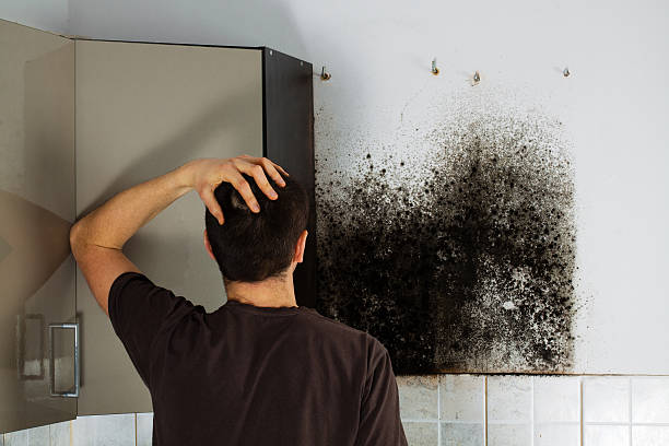 Best Kitchen Mold Remediation in Pine Grove, CA