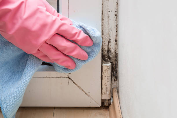 Professional Mold Remediation in Pine Grove, CA